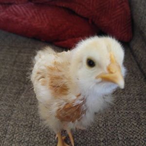 Meet your Posher, Leigh